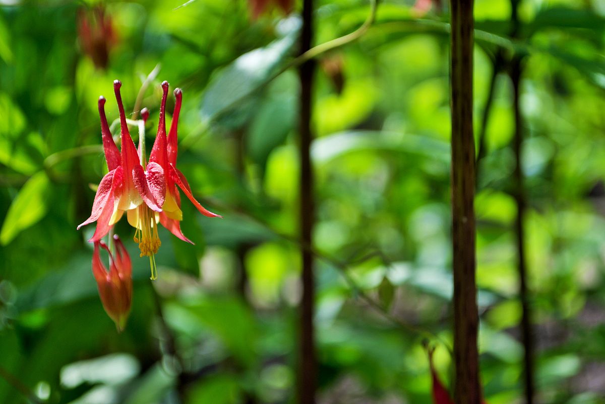 Close up of an Aquilegia Canadensis or red columbine in full bloom in my garden