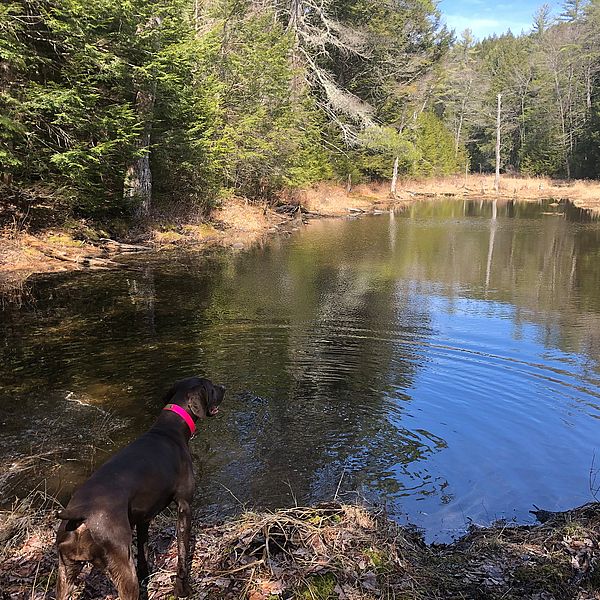 Spring pond with Kona the dog