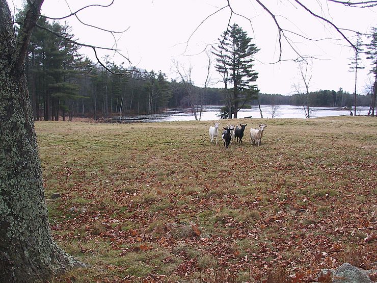 Goats near Davenport Pond
