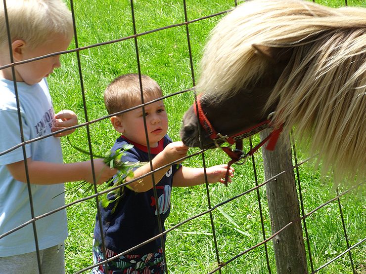 Kids feeding pony grass