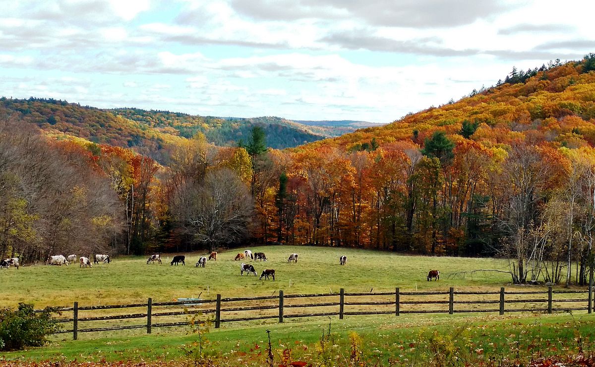 Cows on fields with forests of red, yellow, orange, and green in the background