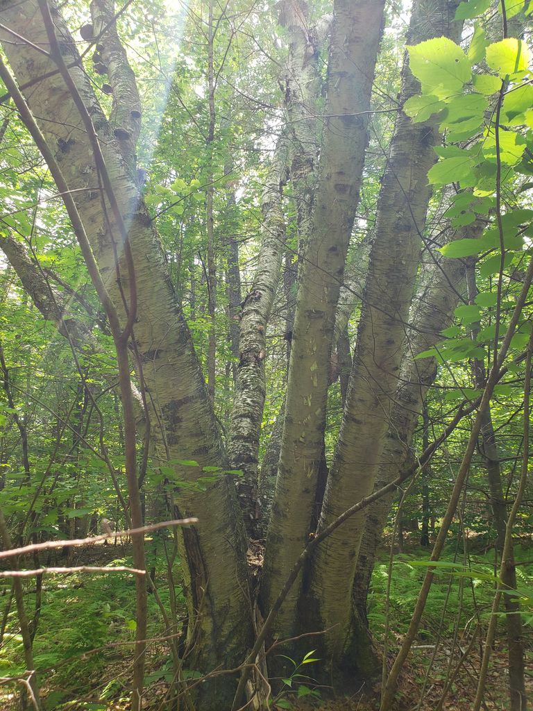 A coppiced birch.