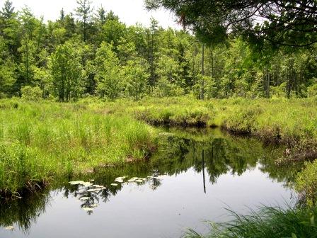 Wetland at Paul Dunn Woodland Preserve