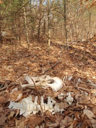 Moose skeleton found in woods of Huppert Conservation Area