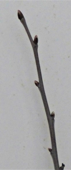 twig with buds