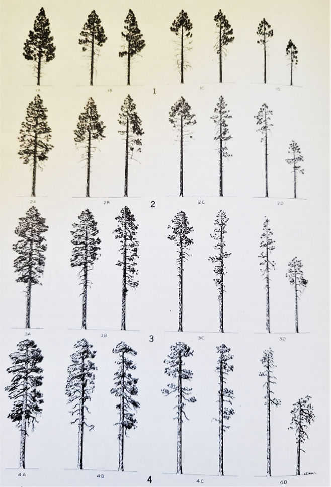 chart of tree crown size