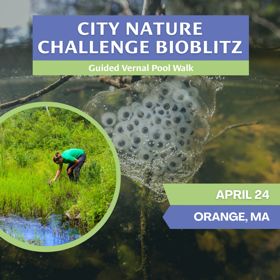 Vernal Pool Guided Walk