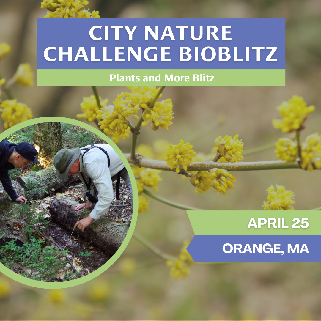Plants and More Bioblitz