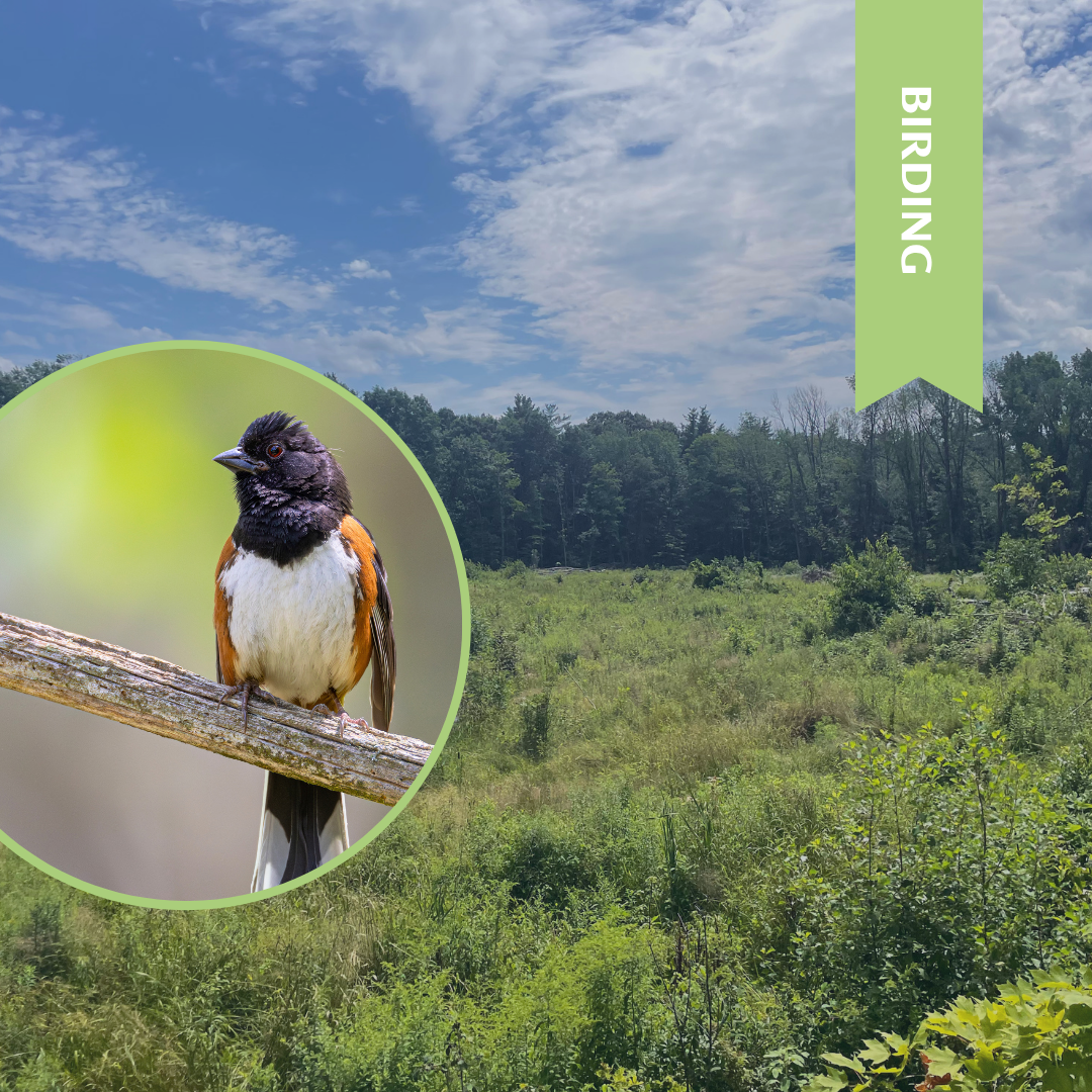 Mount Grace Birding Challenge
