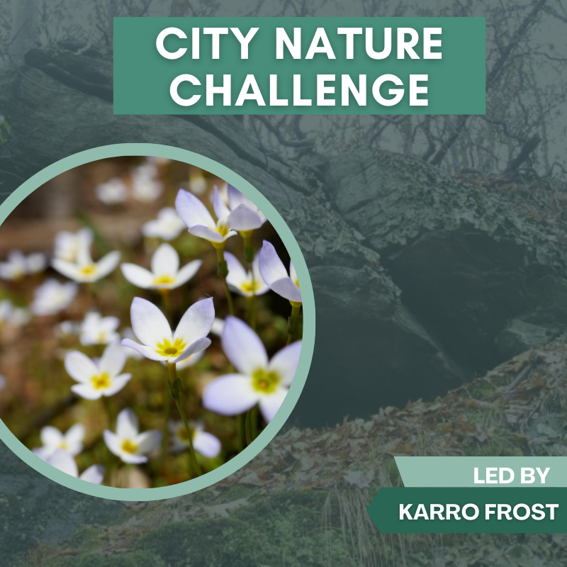 City Nature Challenge Walk