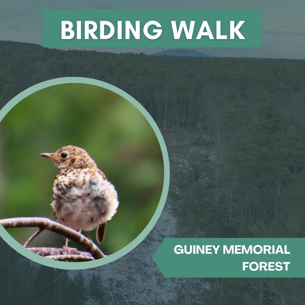 Birding Walk