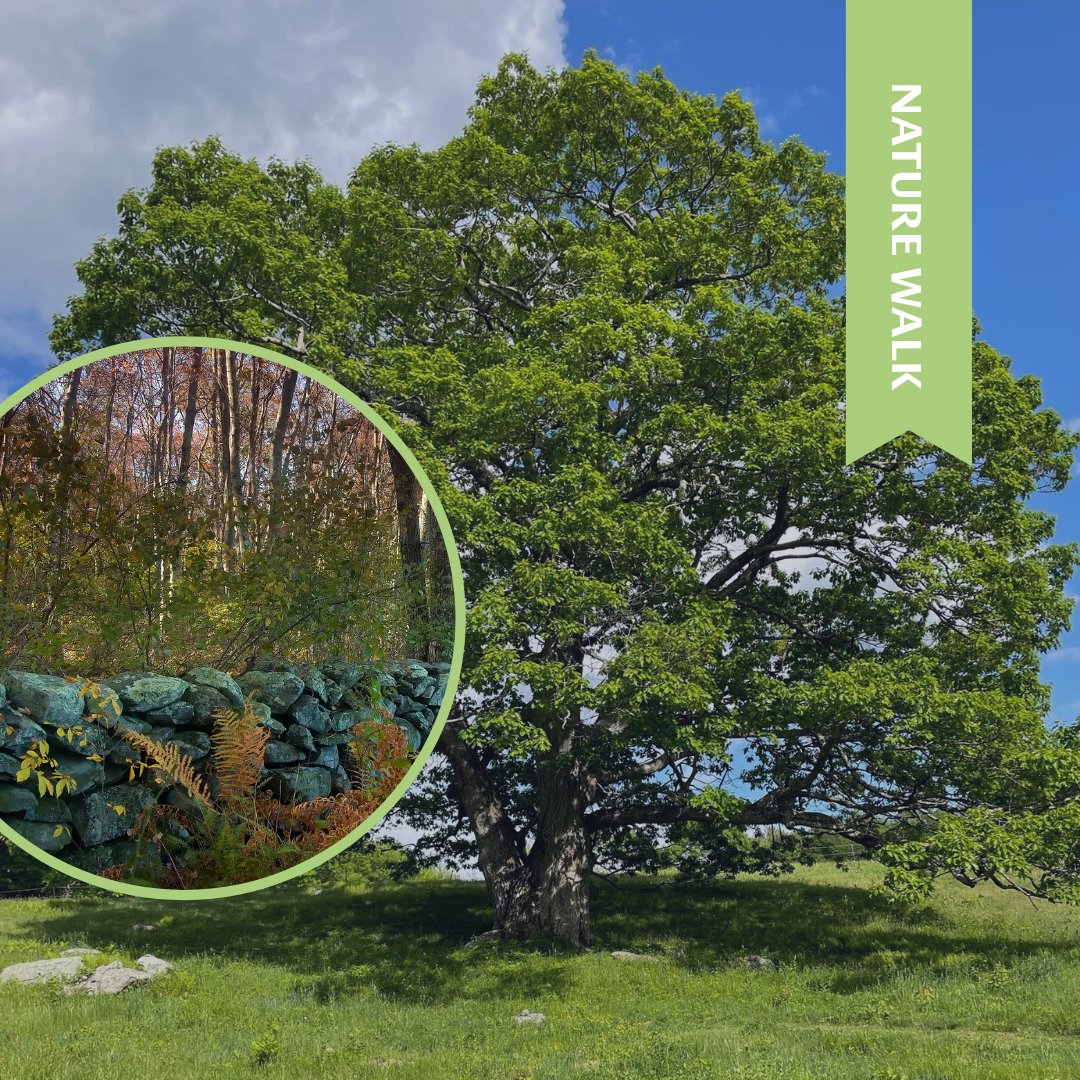 Stone Walls Walk: A View Into the Past