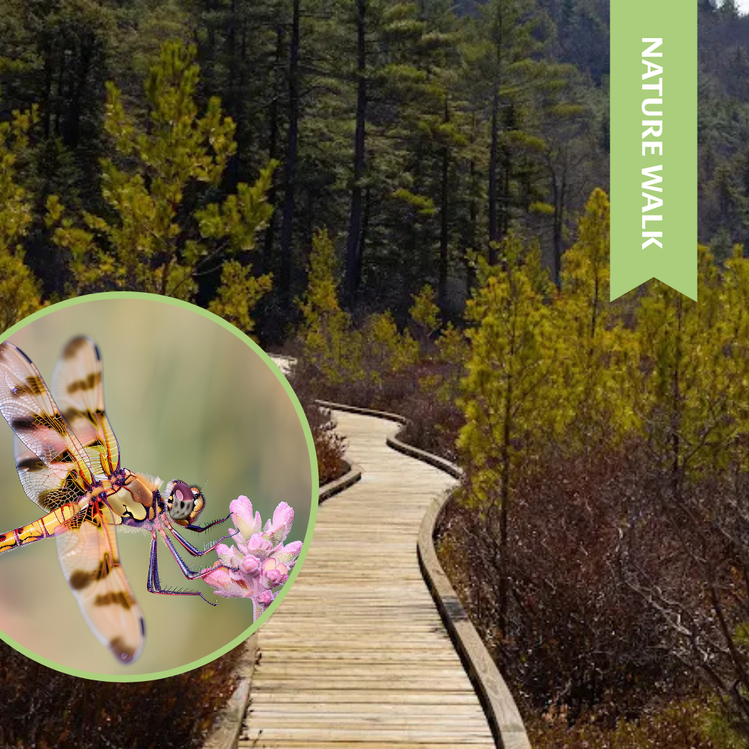 Bright Water Bog Walk