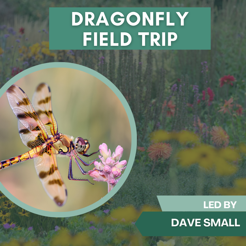 Dragonfly Field Trip