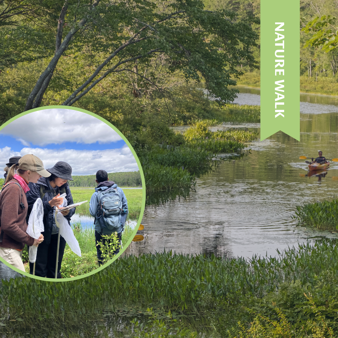 Dragonfly Field Trip