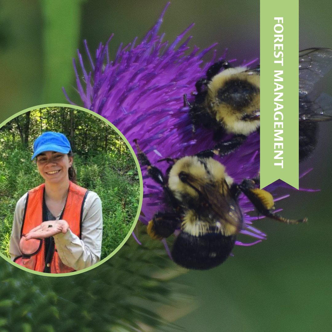 Forestry for the Bees: How to Manage Log Landings to Help Pollinators