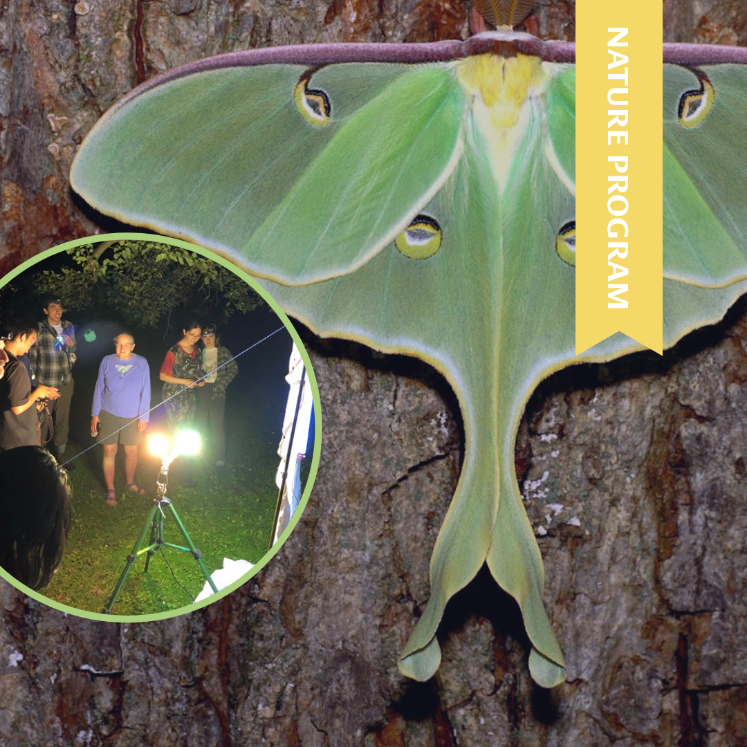 Moth Ball