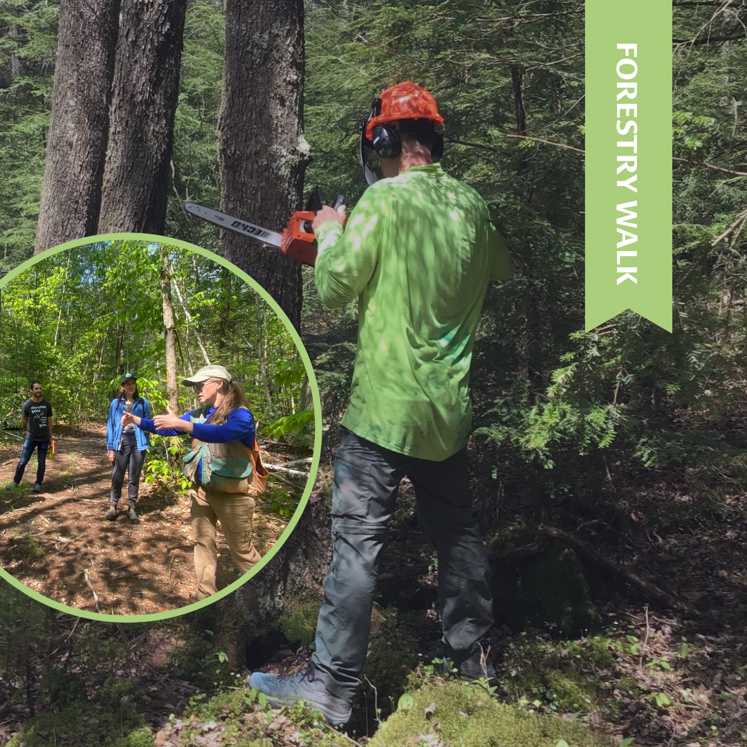 Woods Walk for Landowners