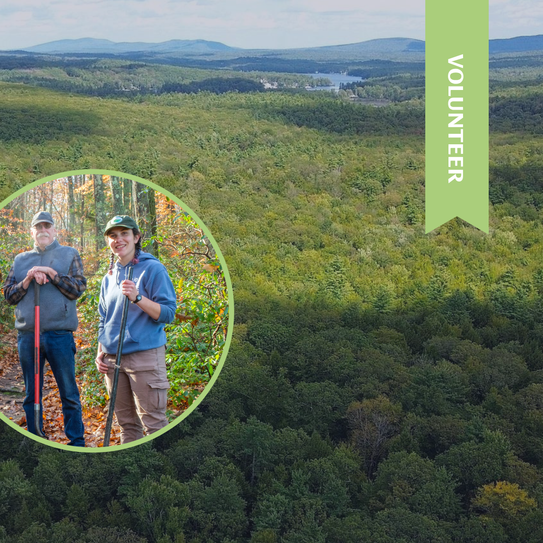Maintenance Monday: Marchmont Conservation Area