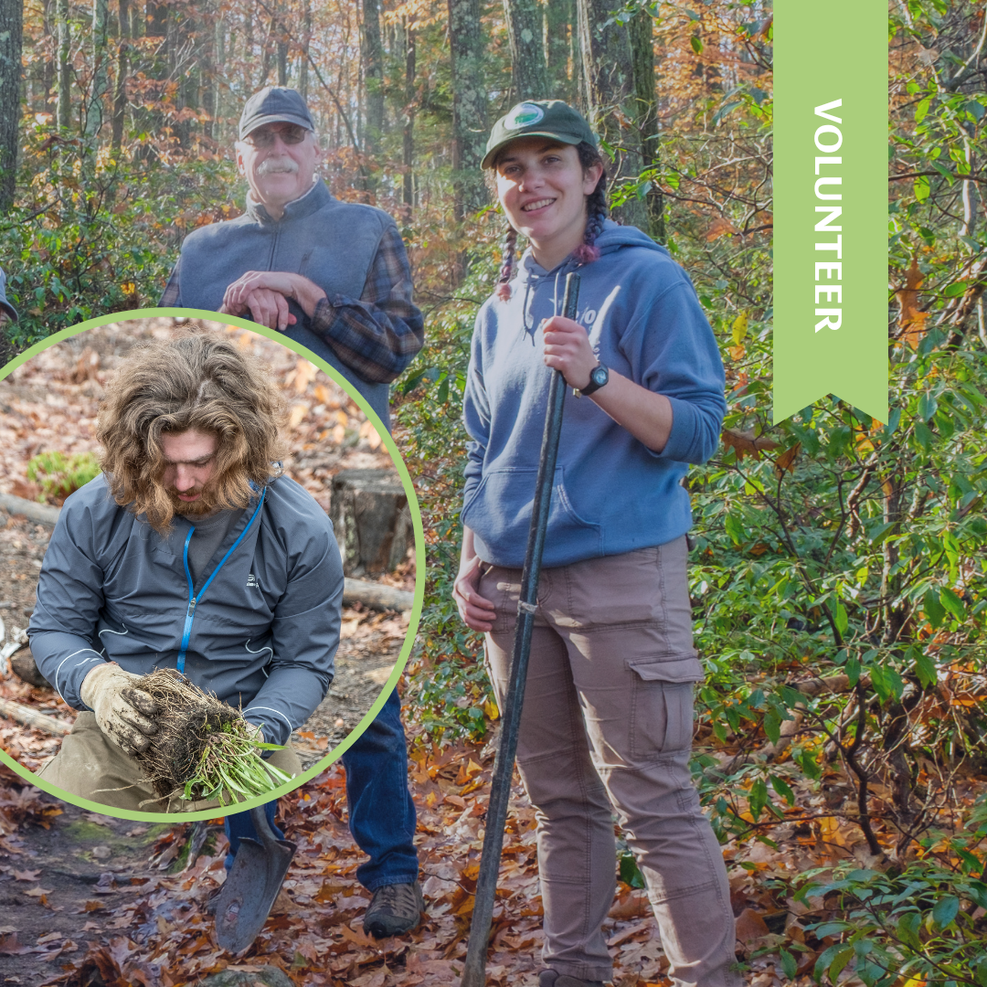 Volunteer Workday: Whitney Memorial Forest