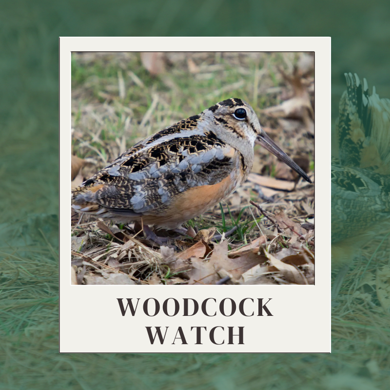 Woodcock Watch